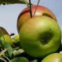 Appelboom 'Benoni' vrucht